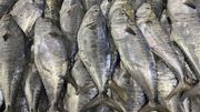 تسهیل واردات ماهی راهکار کاهش قیمت کنسرو