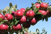 عوارض صادراتی سیب لغو شد