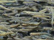 رهاسازی ۴۰۰ میلیون بچه ماهی در رودخانه‌های کشور