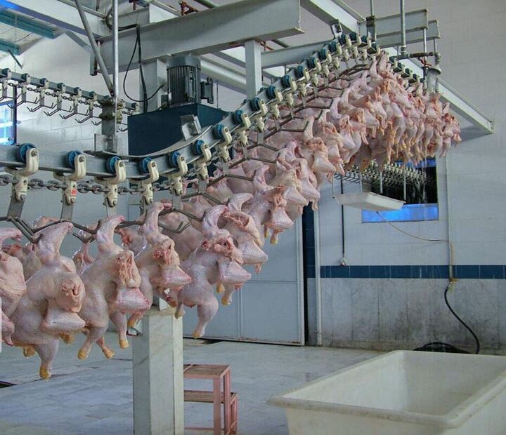 معاون وزیر جهادکشاورزی: ۶ هزار تن گوشت مرغ از کشور صادر شد