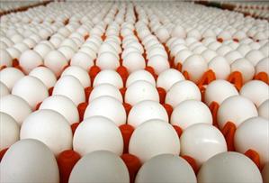قیمت تمام شده هر کیلو تخم مرغ ۴۴ هزار تومان است