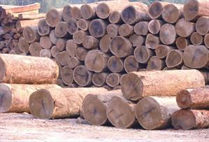 معاون وزیر صمت: نیازمند واردات چوب برای کنترل قیمت هستیم