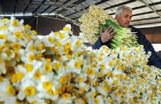 صادرات ۱۰.۴ میلیون دلاری گل و گیاهان زینتی در سال گذشته
