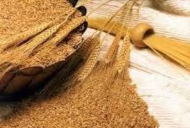 خرید تضمینی ۵۰۰ هزار تن گندم در کشور