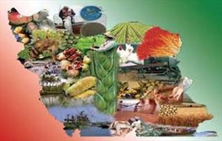 رشد ۱۵.۴درصدی مجموع تولیدات کشاورزی در دولت یازدهم
