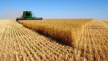 سه میلیون تن بیش از سال گذشته گندم داخلی خریداری شد