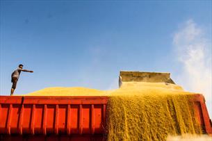 تولید بیش از ۱۳ میلیون تنی گندم در سال جاری