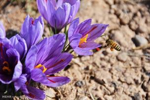 صادرات زعفران قاچاق شده ایرانی از افغانستان