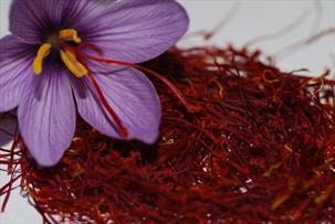 صادرات زعفران از رونق افتاد