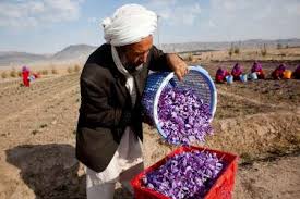 قاچاق پیاز زعفران غارت میراث ۳۰۰۰ ساله ایران
