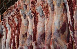 واردات گوشت گوسفند منجمد برای تعادل بازار