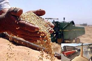 میزان خرید گندم در کشور ۳۰ درصد افزایش یافت