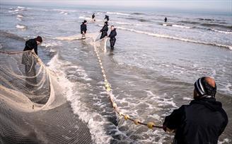 بیش از ۱۳ هزار تن ماهی کیلکا صید شد