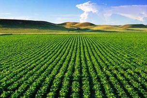 پیش‌بینی برداشت ۷ میلیون تن محصول از اراضی دیم در سال زراعی جدید