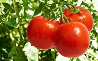 واردات گوجه فرنگي از تركيه