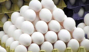 افزایش قیمت تخم مرغ به شیوه توزیع بازمی گردد