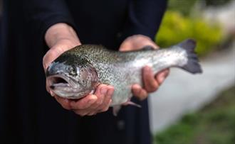 کاهش ۲۵ درصدی تولید ماهی قزل‌آلا به دلیل خشکسالی