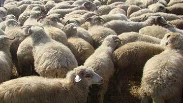 گوسفند زنده کیلویی ۵۵ تا ۵۷ هزار تومان