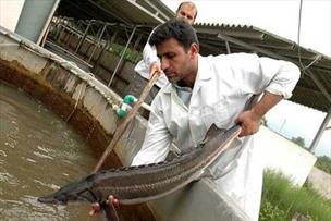 ایران سومین تولیدکننده گوشت ماهیان خاویاری جهان خواهد شد