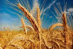 چین در واردات گندم رکورد زد
