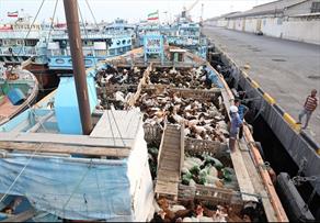 ممنوعیت صادرات دام زنده و گوشت به گمرکات کشور ابلاغ شد