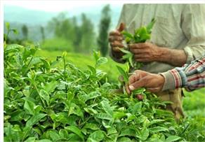 افت ۱۳ درصدی تولید برگ سبز چای به دلیل کاهش بارندگی