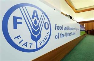 نخستین همایش ملی افزایش بهره‌وری کشاورزی دیم توسط فائو برگزار شد