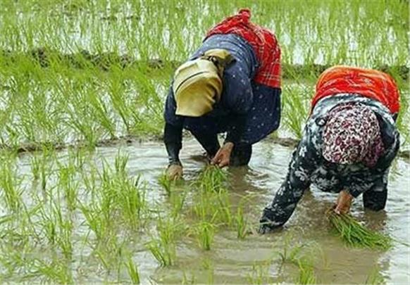 ایران چهاردهمین تولیدکننده برنج در آسیا