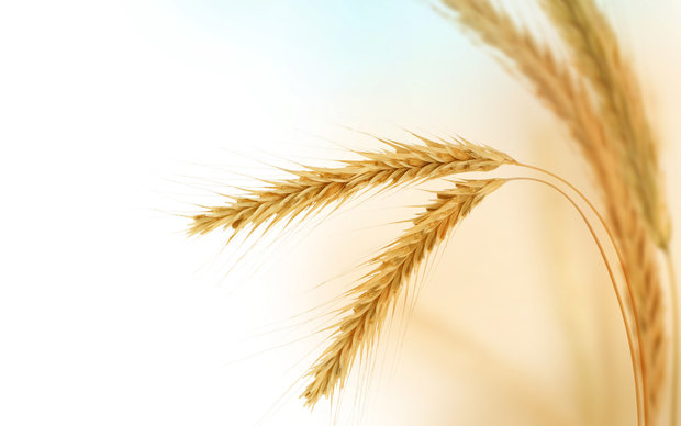 واردات مشروط گندم با تعرفه ۱۰ درصدی در سال ۹۵