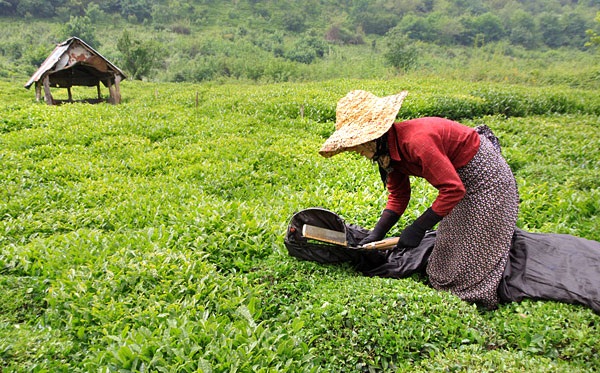 رشد ۱۲ درصدی خرید چای سبز
