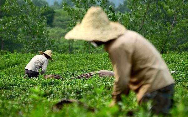 افزایش ۲۵ درصدی تولید چای در کشور