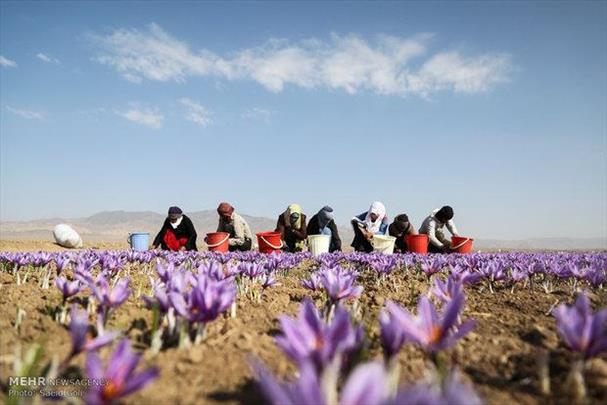 آفت های زعفران ایرانی در بازارهای جهانی