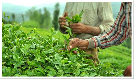 افزایش ۱۰ درصدی تولید چای