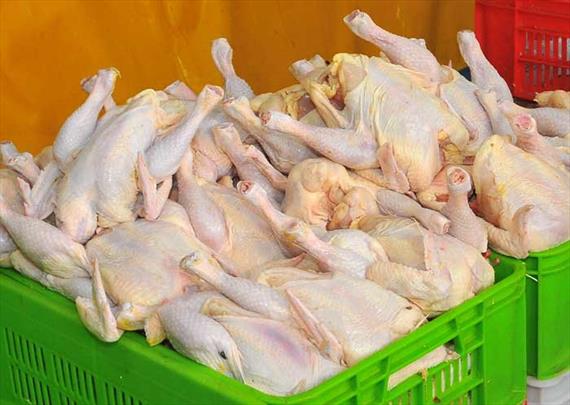 کاهش قیمت مرغ با عرضه ۲۰ میلیون قطعه جوجه یکروزه