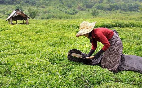 تولید ۱۰۸ هزار تن برگ سبز چای در سال جاری
