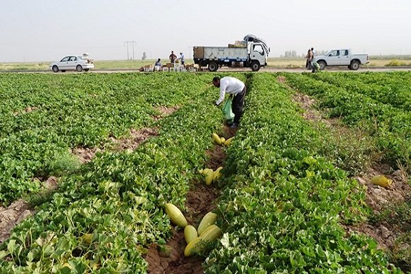 ایجاد ۲ مرکز بزرگ توسعه صادرات کشاورزی در استان تهران