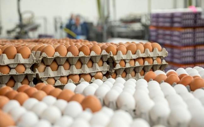 واردات بیش از ۱۱۶ تن تخم مرغ به کشور
