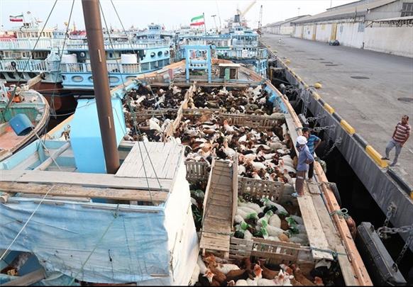  ممنوعیت صادرات دام زنده و گوشت به گمرکات کشور ابلاغ شد 