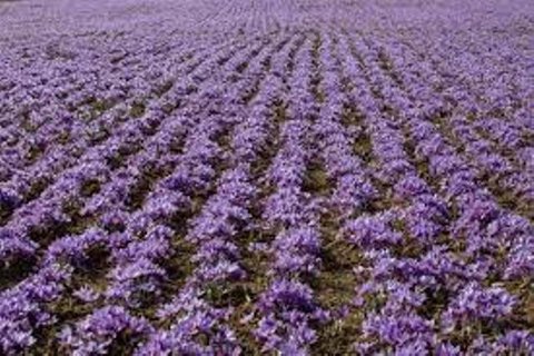 علت کاهش تولید و صادرات زعفران در سال جاری، خشکسالی است