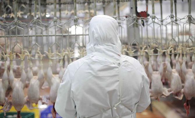 ابلاغ واردات ۵۰ هزار تن گوشت مرغ به گمرک