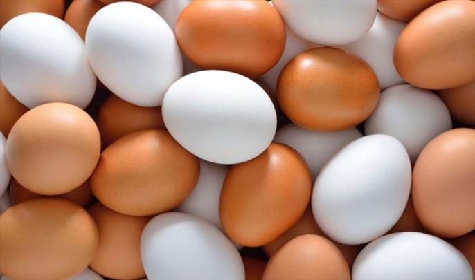 ممنوعیت صادرات تخم مرغ موقتی است یا مدت‌دار؟